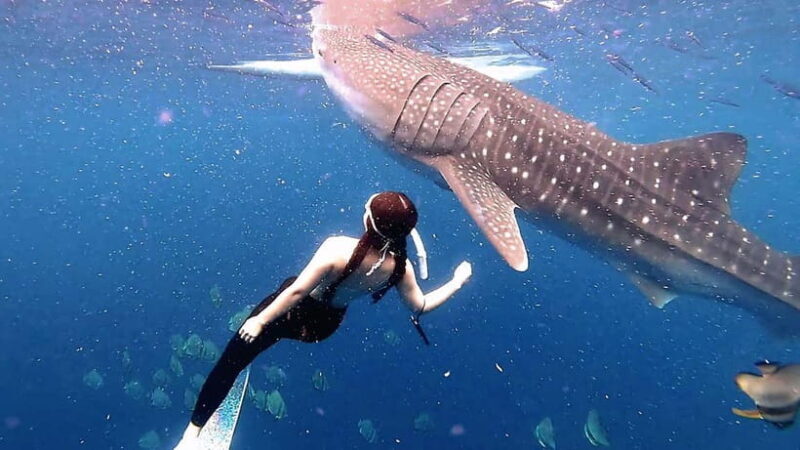 Cebu: Whaleshark Swimming & Kawasan falls Canyoneering Tour - A Full Breakdown of the Experience