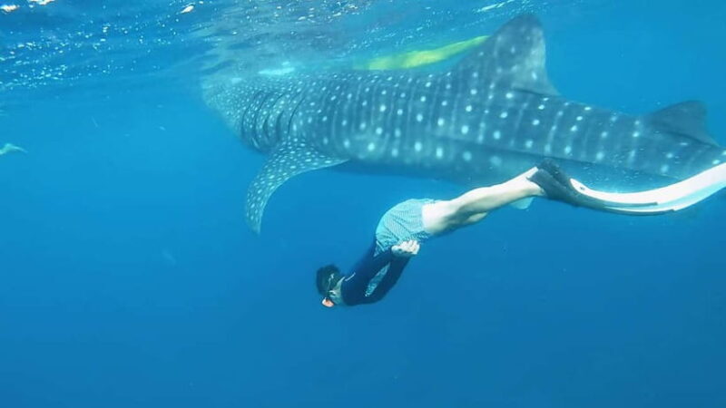 Cebu: Whaleshark Swimming & Kawasan falls Canyoneering Tour - FAQs