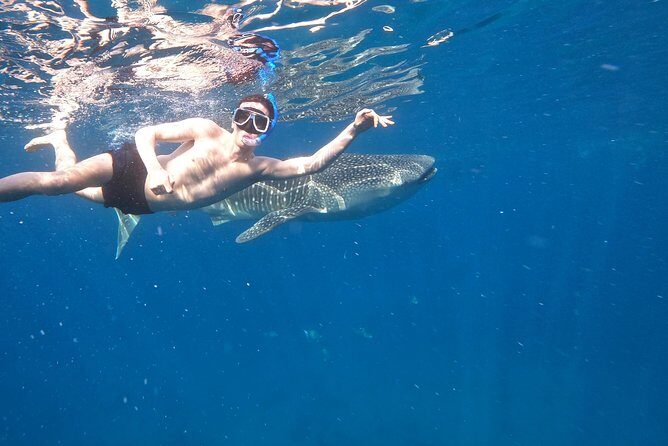 Cebu Whaleshark Tour - Practical Considerations and Value