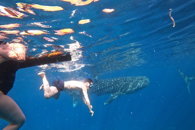 Cebu Whaleshark Tour - Summary