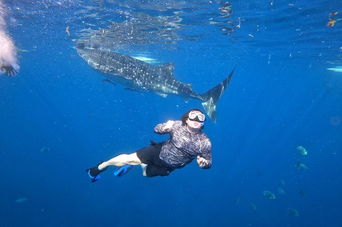 Cebu Whaleshark Tour - FAQs