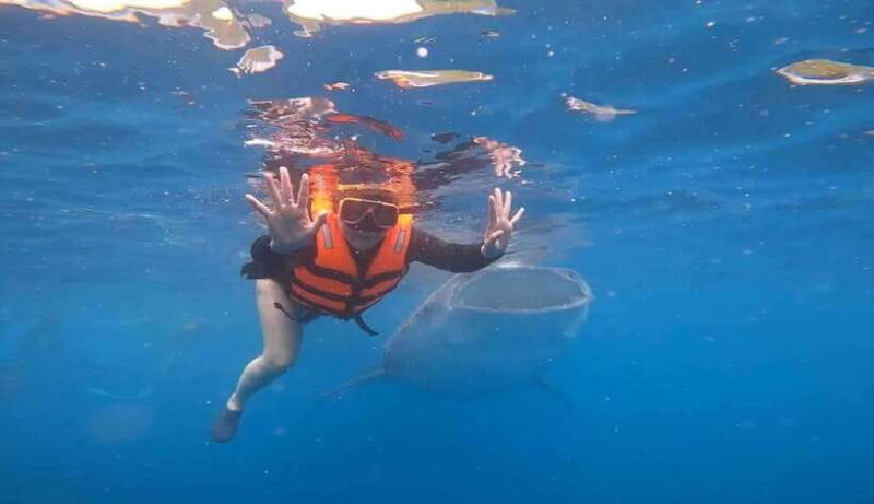 CEBU: Whaleshark Watching + Sumilon Sand Bar + Tumalog Falls - An Overview of the Experience
