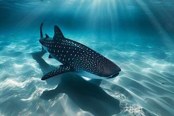 Cebu Whaleshark Watching w/ Sumilon Island Hopping - An In-Depth Look at What the Tour Offers