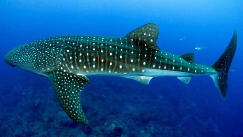 Cebu: Whalesharks, Sumilon Sandbar & Tumalog Falls Tour - A Closer Look at the Tour Experience