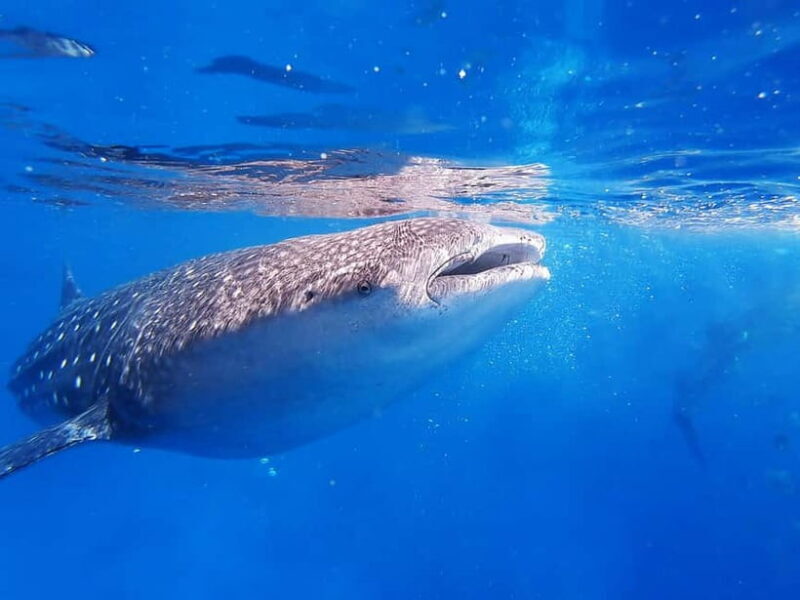 Cebu: Whalesharks, Sumilon Sandbar & Tumalog Falls Tour - Who is This Tour Best For?