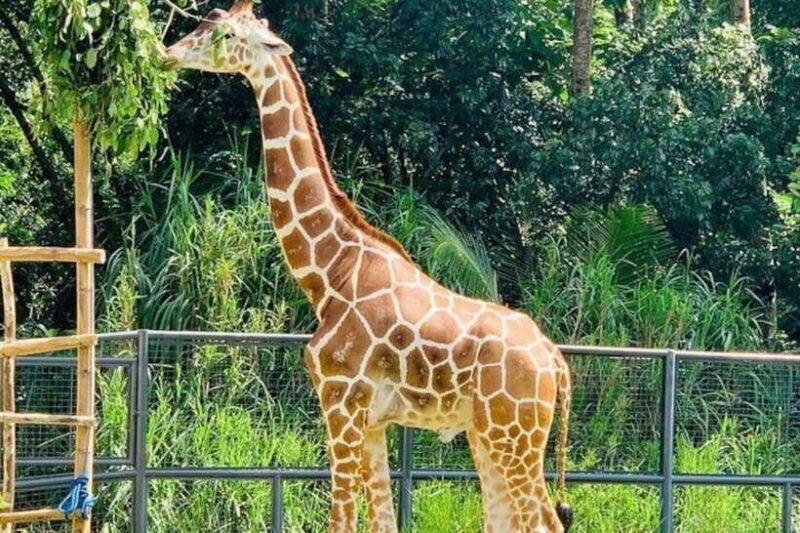 Cebu:Cebu Safari Adventure Park Day Trip - Key Points