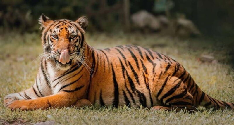 Cebu:Cebu Safari Adventure Park Day Trip - An Introduction to Cebu Safari Adventure Park