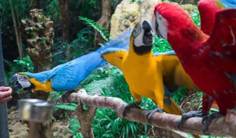 Cebu:Cebu Safari Adventure Park Day Trip - Breaking Down the Itinerary