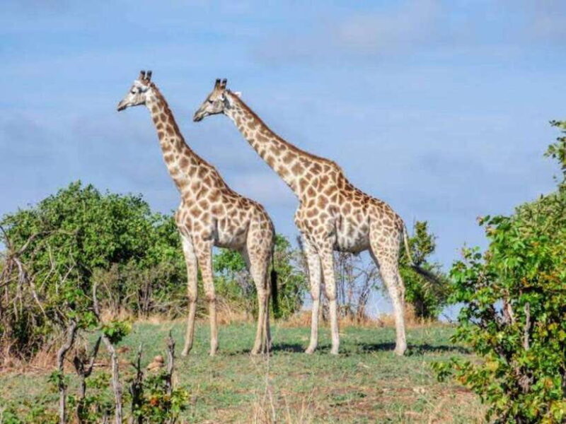 Cebu:Cebu Safari Adventure Park Day Trip - Who Will Appreciate This Experience?