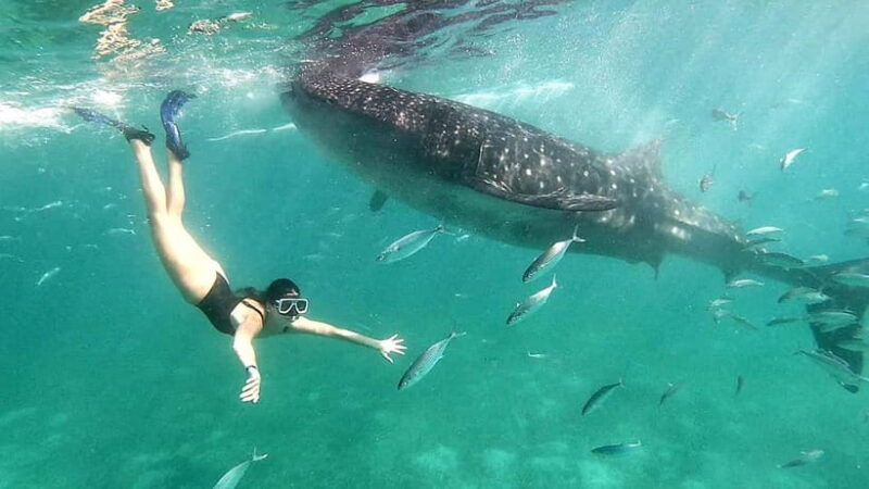 Cebu:Oslob Whale Shark Swimming & Kawasan Falls Canyoneering - A Full Breakdown of the Tour Experience