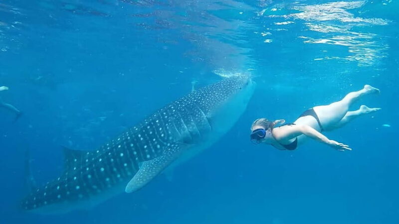 Cebu:Oslob Whale Shark Swimming & Kawasan Falls Canyoneering - Frequently Asked Questions