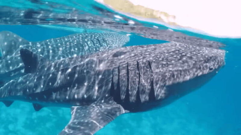 Cebu:Oslob Whales,Sumilon Island & Inambakan Falls Adventure - A Practical Look at the Tour Experience