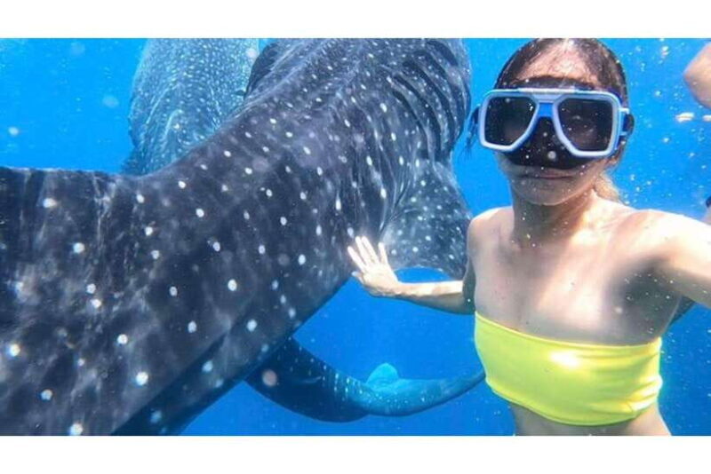 Cebu:Whale Shark, Waterfall, and Sardine Run Group Tour+Meal - A Practical Deep Dive into the Tour Experience