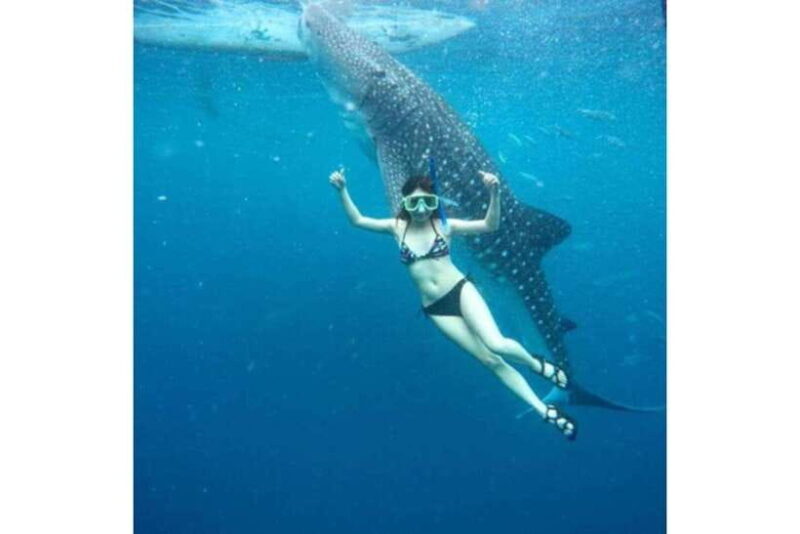 Cebu:Whale Shark, Waterfall, and Sardine Run Group Tour+Meal - FAQs