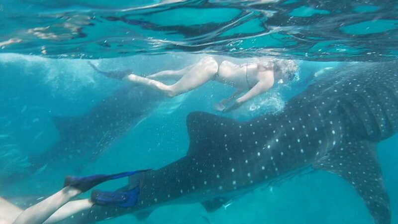 Cebu:WhaleShark Watching & Kawasan Canyoneering Private Tour - Key Points