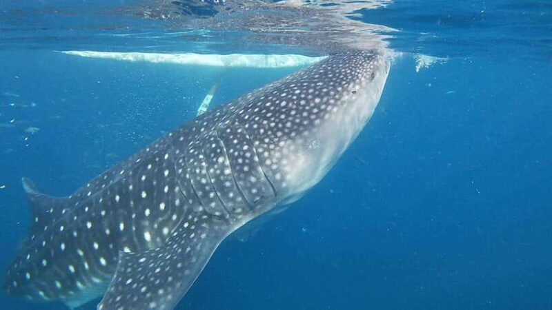 Cebu:WhaleShark Watching & Kawasan Canyoneering Private Tour - Who Will Appreciate This Tour?