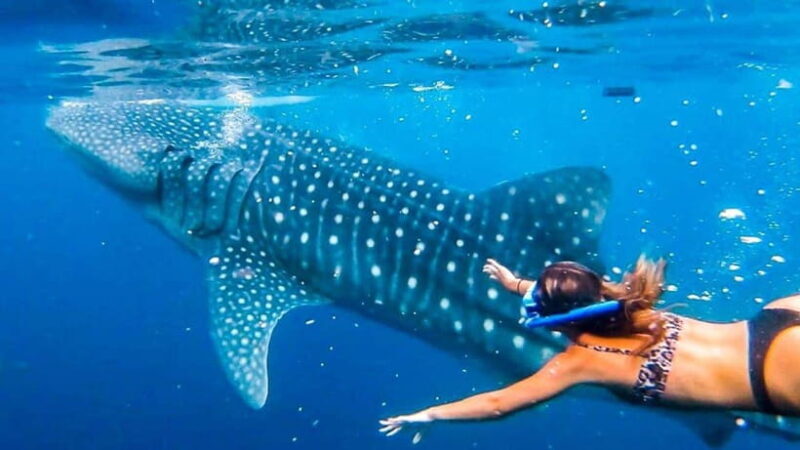 Cebu:WhaleShark Watching & Kawasan Canyoneering Private Tour - The Sum Up