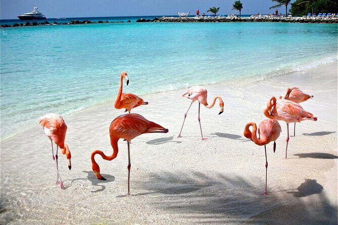 Celestun Beach and Mangrove Boat Ride from Merida - Pricing and Value