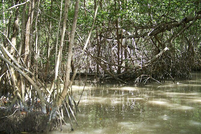 Celestun Beach and Mangrove Boat Ride from Merida - FAQ