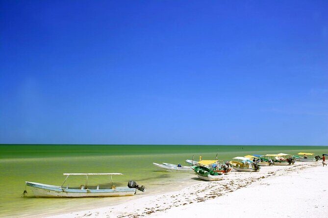 Celestun Biosphere Reserve Tour from Merida - Key Points