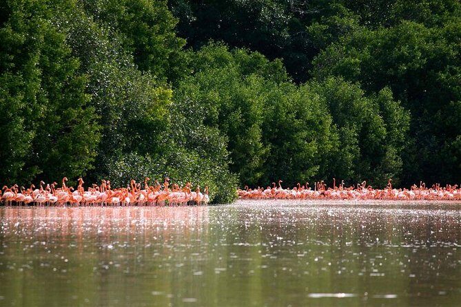 Celestun Biosphere Reserve Tour from Merida - Practical Details: What to Know Before You Go