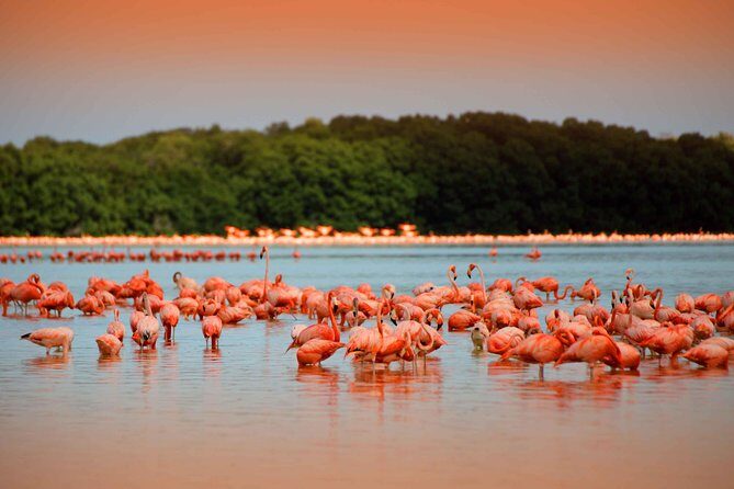 Celestun Biosphere Reserve Tour from Merida - FAQ