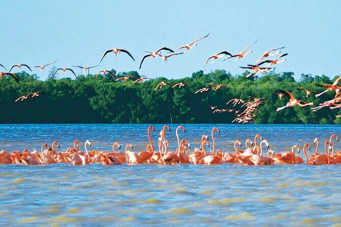 Celestun mangrove boat tour from Mérida - An In-Depth Look at the Celestún Mangrove Boat Tour