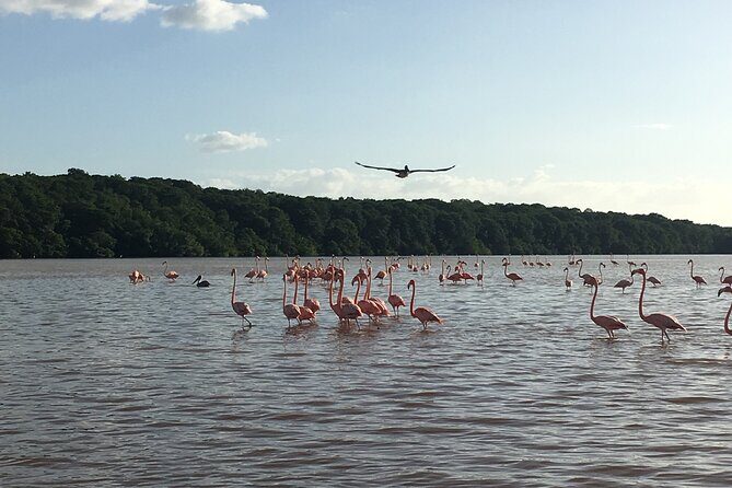 Celestun mangrove boat tour from Mérida - Authenticity and Practical Tips