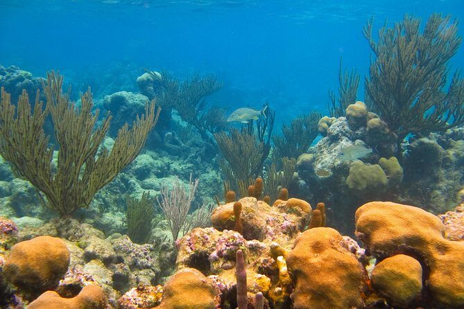 Cenote and Akumal Snorkel - An In-Depth Look at the Experience