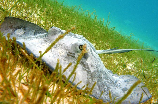 Cenote and Akumal Snorkel - What Travelers Say