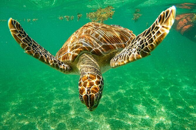 Cenote and Swimming with Turtles Private Tour in Akumal - Introduction