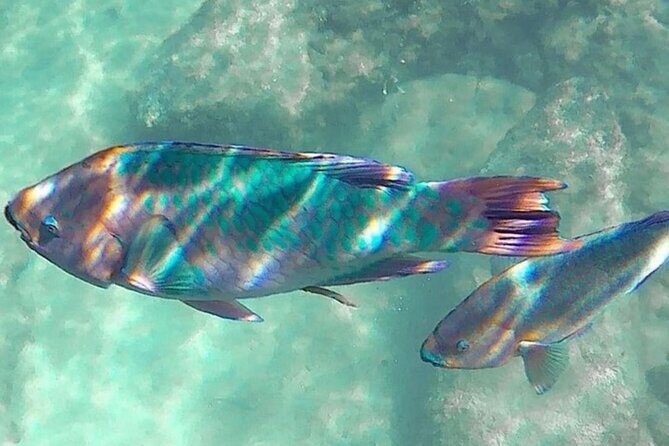 Cenote; Snorkeling and Photos with Colorful Fish - The Sum Up