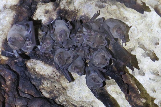 Cenotes diving Dos Ojos and The Bat Cave - A Closer Look at the Experience