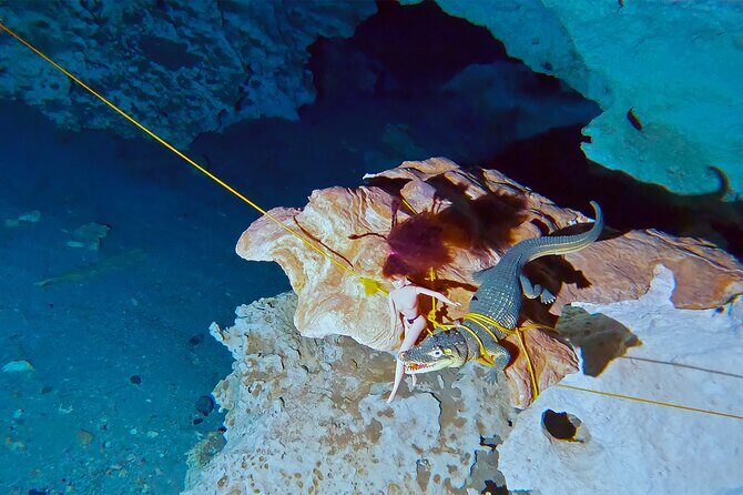 Cenotes El Pit and Dos Ojos Guided Scuba Diving - Why Choose This Tour?