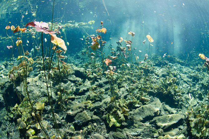 Cenotes Taak Bi Ha & Nicte Ha  VIP Snorkeling Private Tour - Who Will Love This Tour?