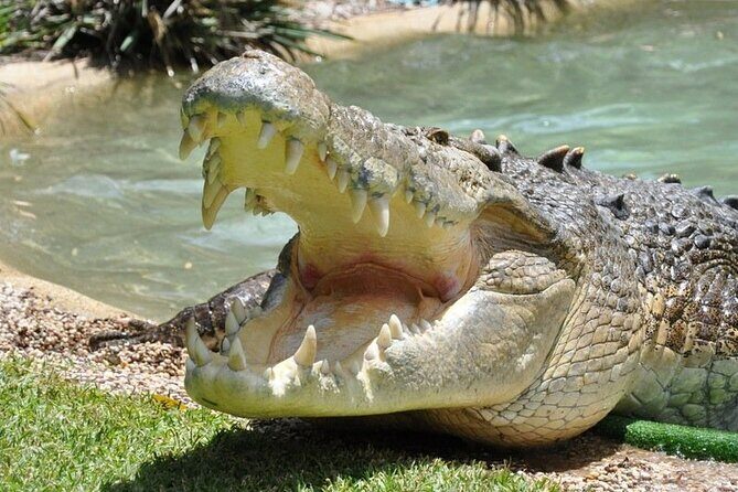 Central Coast Private Day Tour | Beaches, Bays and Wildlife & Reptile Park Entry - What We Love & What to Consider