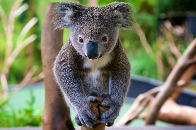 Central Coast Private Day Tour | Beaches, Bays and Wildlife & Reptile Park Entry - Who Should Consider This Tour?