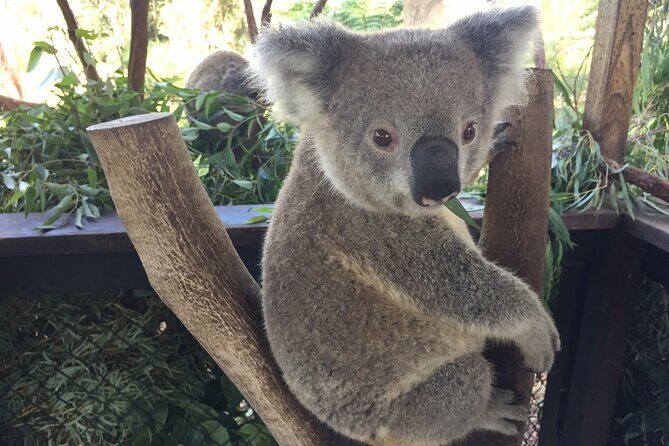 Central Coast Private Tour From Sydney, with Australian Reptile Park Option - The Sum Up