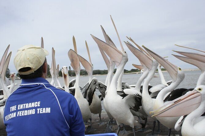 Central Coast Private Tour From Sydney, with Australian Reptile Park Option - FAQs