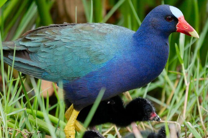 Central Florida Half-Day Private Birding Activity - 2 person max - Key Points