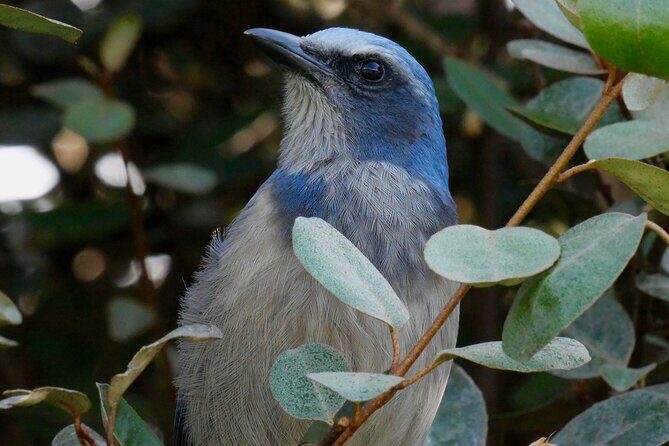 Central Florida Half-Day Private Birding Activity - 2 person max - A Closer Look at the Itinerary and Experience