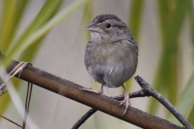 Central Florida Half-Day Private Birding Activity - 2 person max - What You’ll Experience on the Day