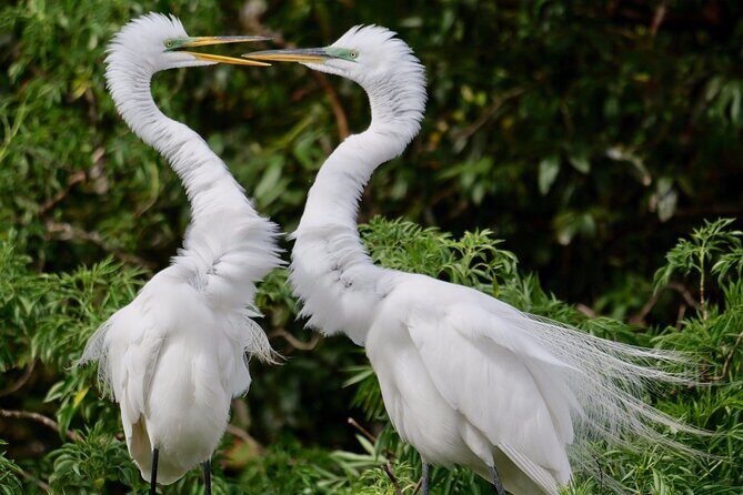 Central Florida Half-Day Private Birding Activity - 2 person max - Authentic Encounters and Unique Species