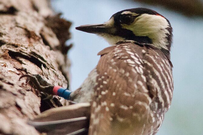 Central Florida Half-Day Private Birding Activity - 2 person max - Practical Details and Tips