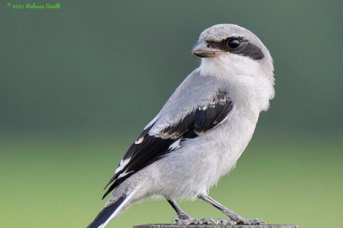Central Florida Half-Day Private Birding Activity - 2 person max - Who Would Love This Tour?