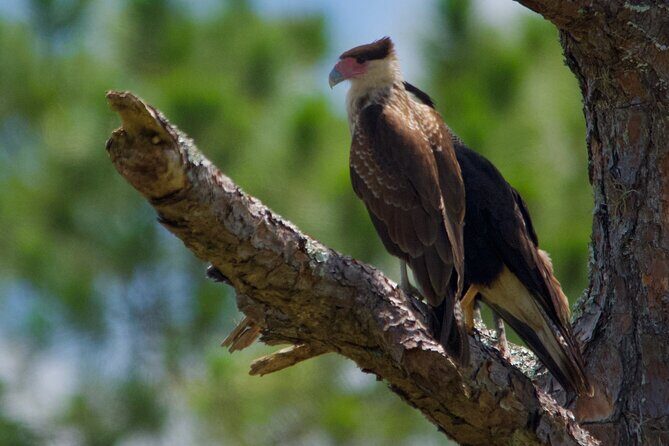 Central Florida Half-Day Private Birding Activity - 2 person max - The Sum Up: Is It Worth It?
