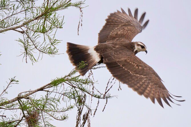 Central Florida Half-Day Private Birding Activity - 2 person max - Frequently Asked Questions (FAQs)