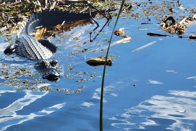 CENTRAL FLORIDAS BEST PRICED eco-friendly airboat rides - Why This Tour is a Great Fit