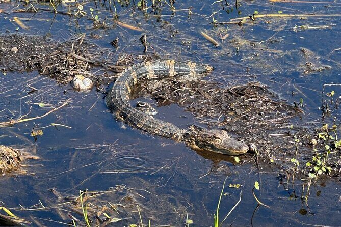 CENTRAL FLORIDAS BEST PRICED eco-friendly airboat rides - FAQ