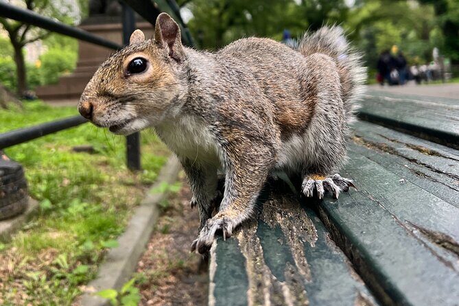 Central Park Guided Walking Tour with Iconic Sights and History - Analyzing the Value